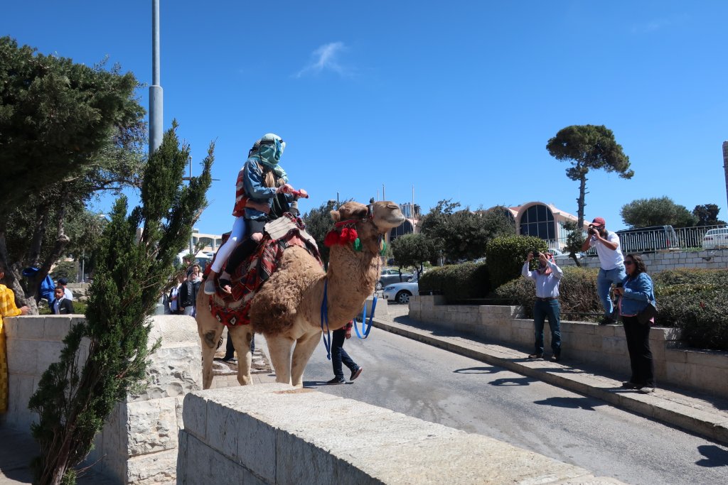 Camel ride