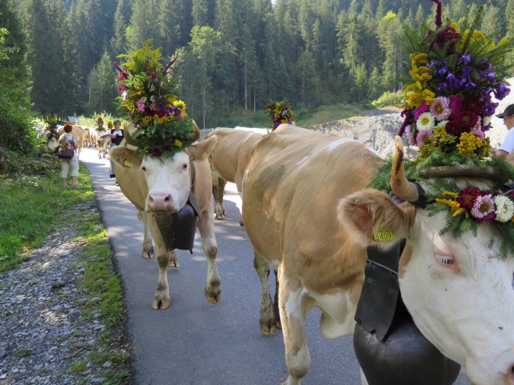 Cow Parade