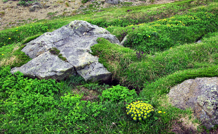 Flower Valley, Vegetation