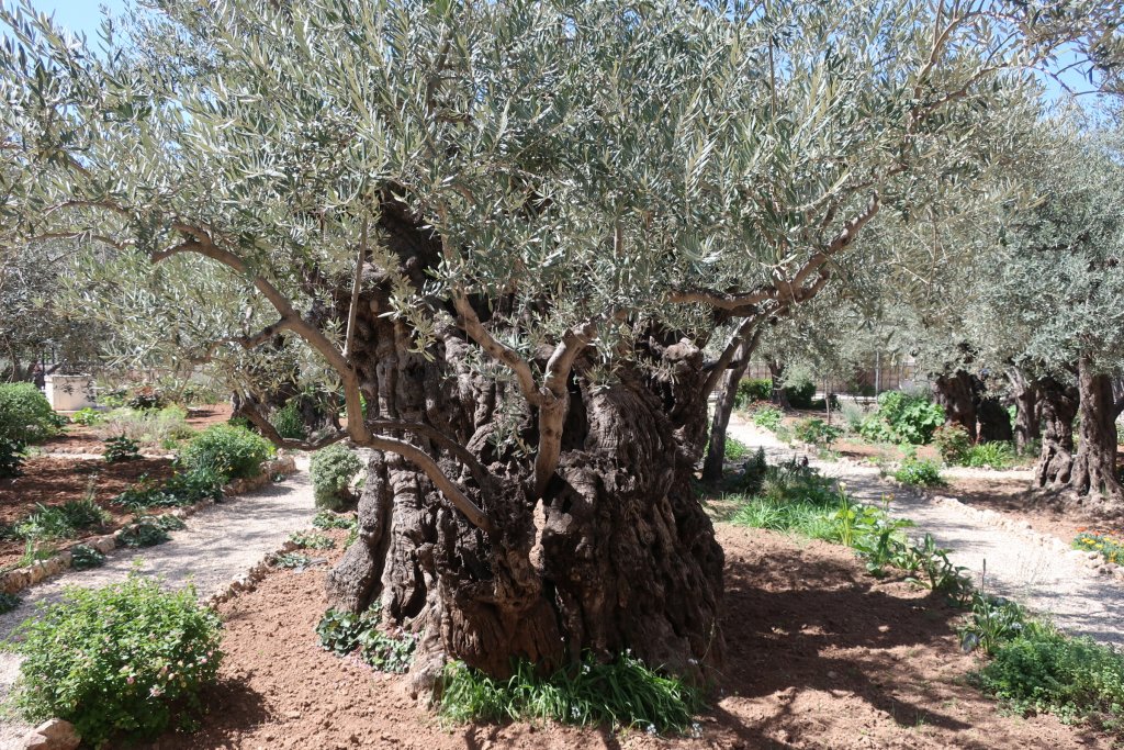 Garden of Gethsemane