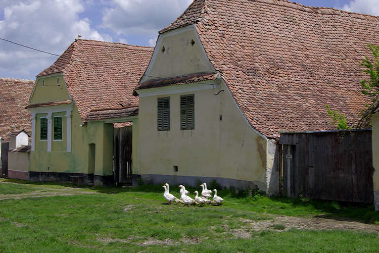 Geese, Viscri