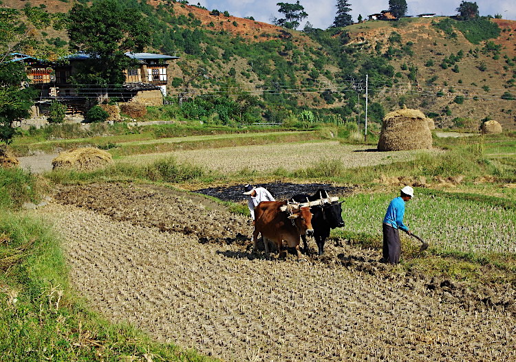 Hand ploughing, Lobesa village near Chimi Lhakhang, Bhutan