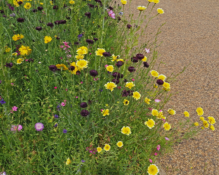 Harlow Carr Gardens