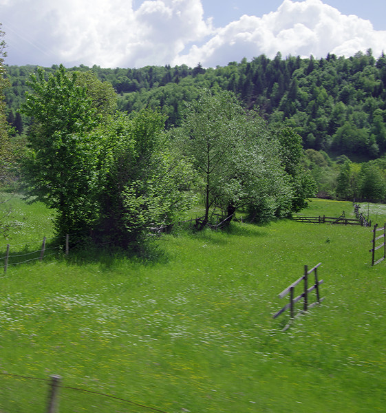 Hay meadow and drying racks