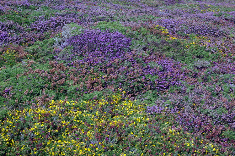 Heather and gorse