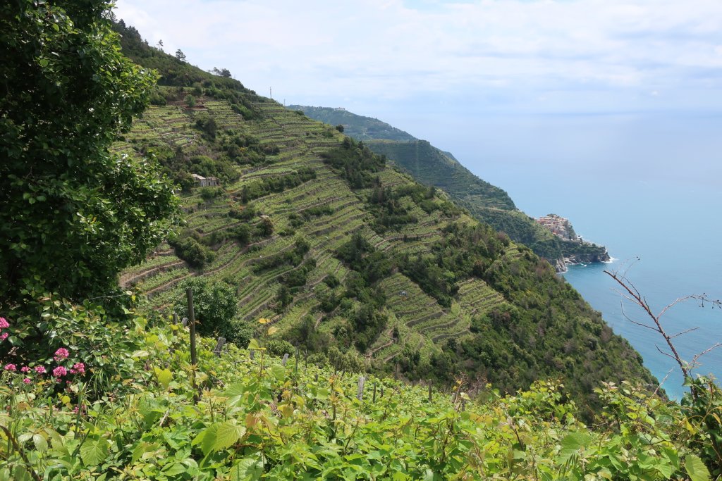 Hike the High Route from Corniglia to Manarola