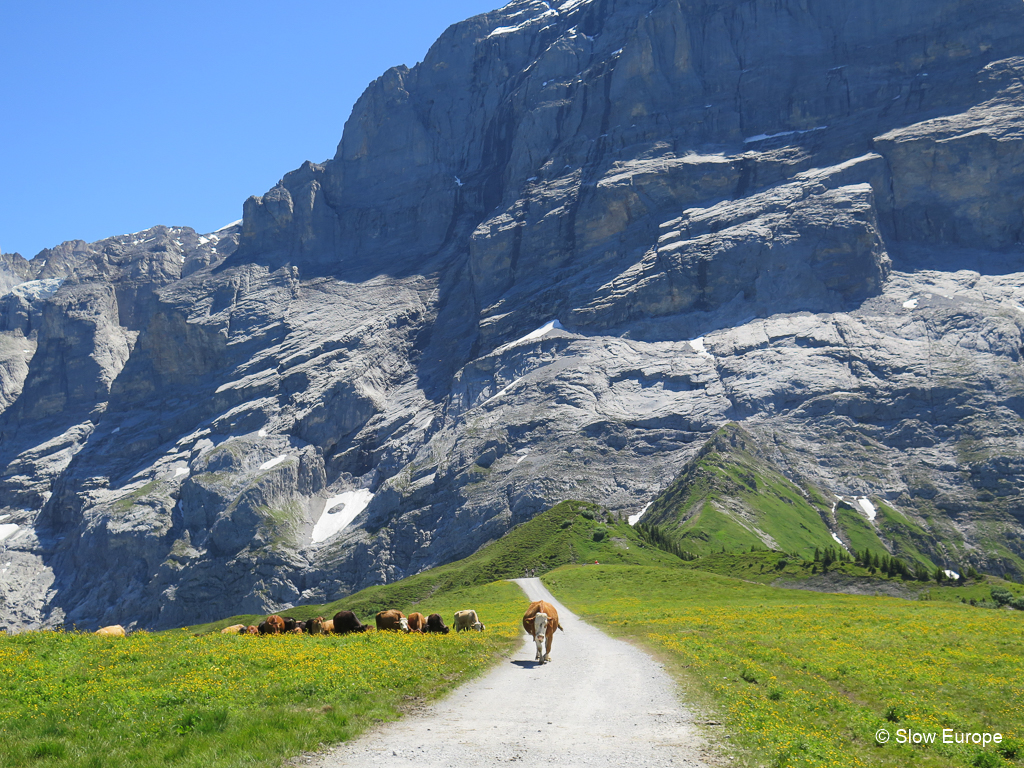 Hiking in Grindelwald