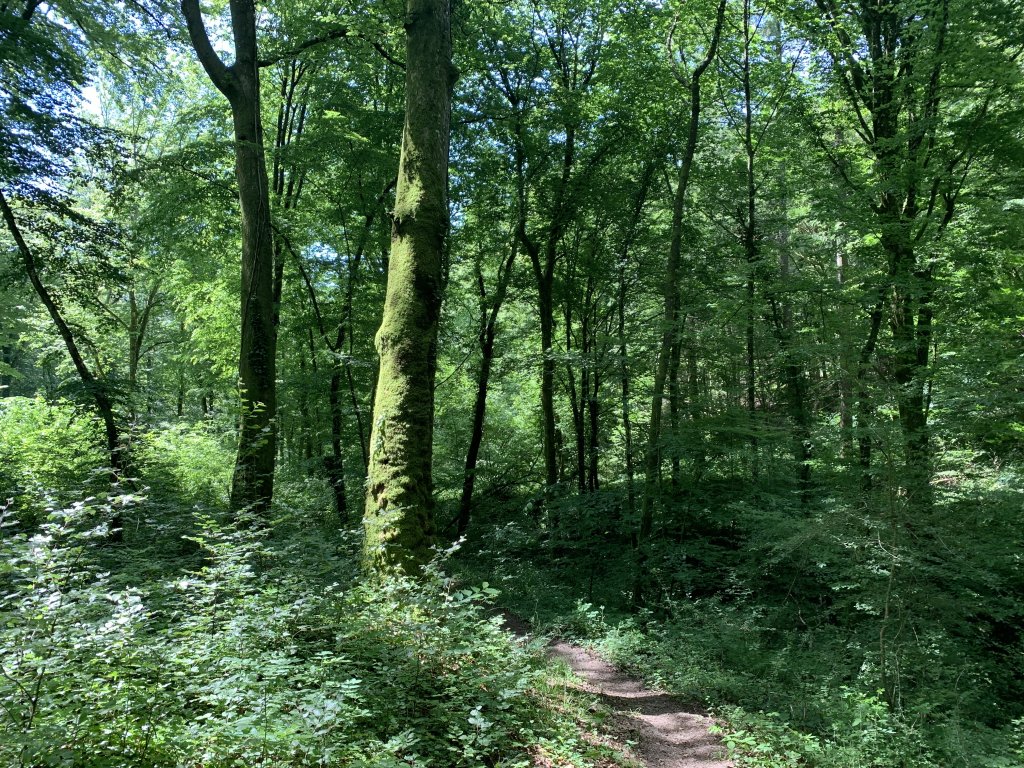 Hiking in the Forest