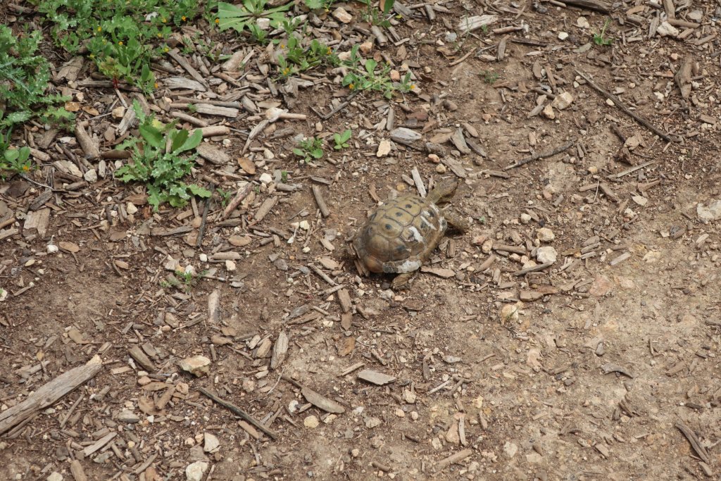 Hiking the Springs Trail