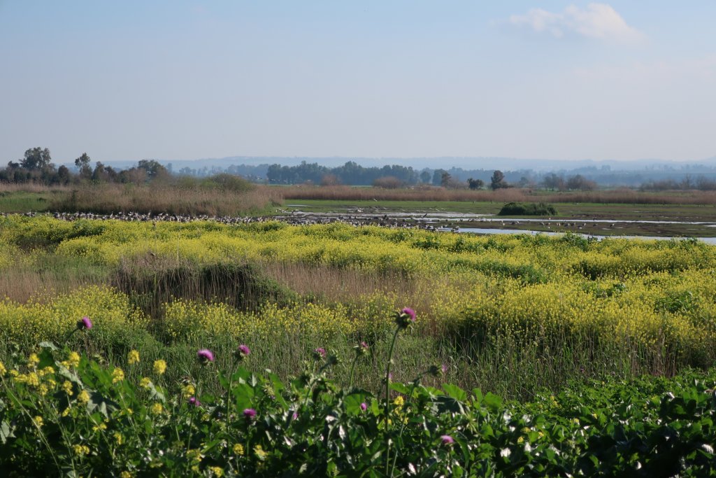 Hula Valley