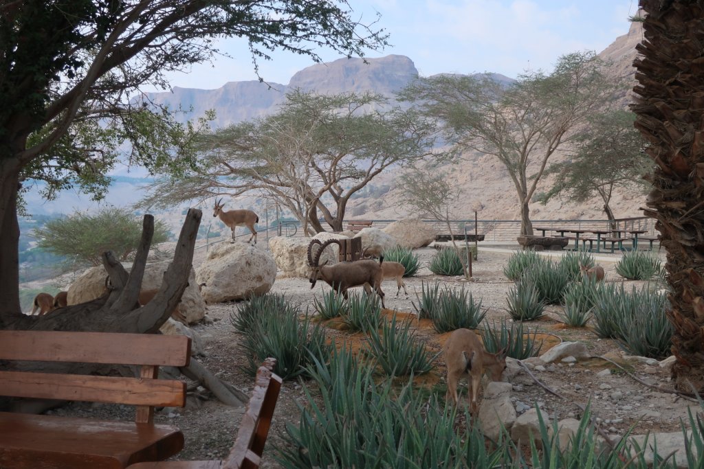 Ibex, Ein Gedi