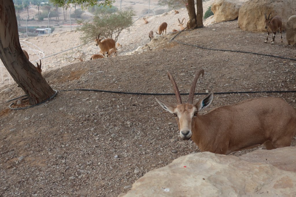 Ibex, Ein Gedi