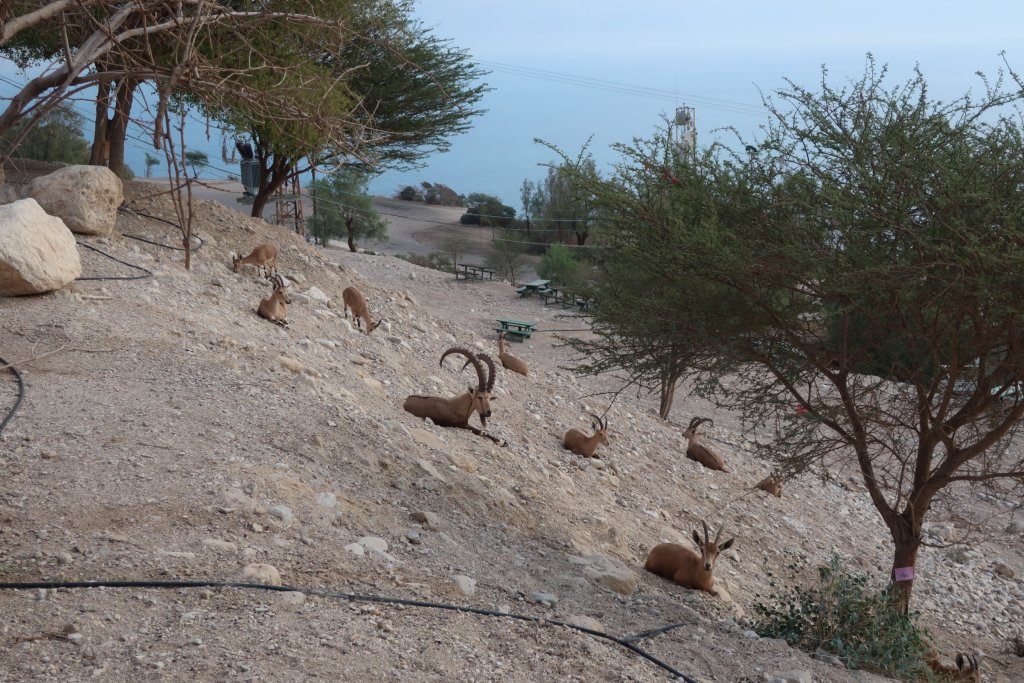 Ibex, Ein Gedi