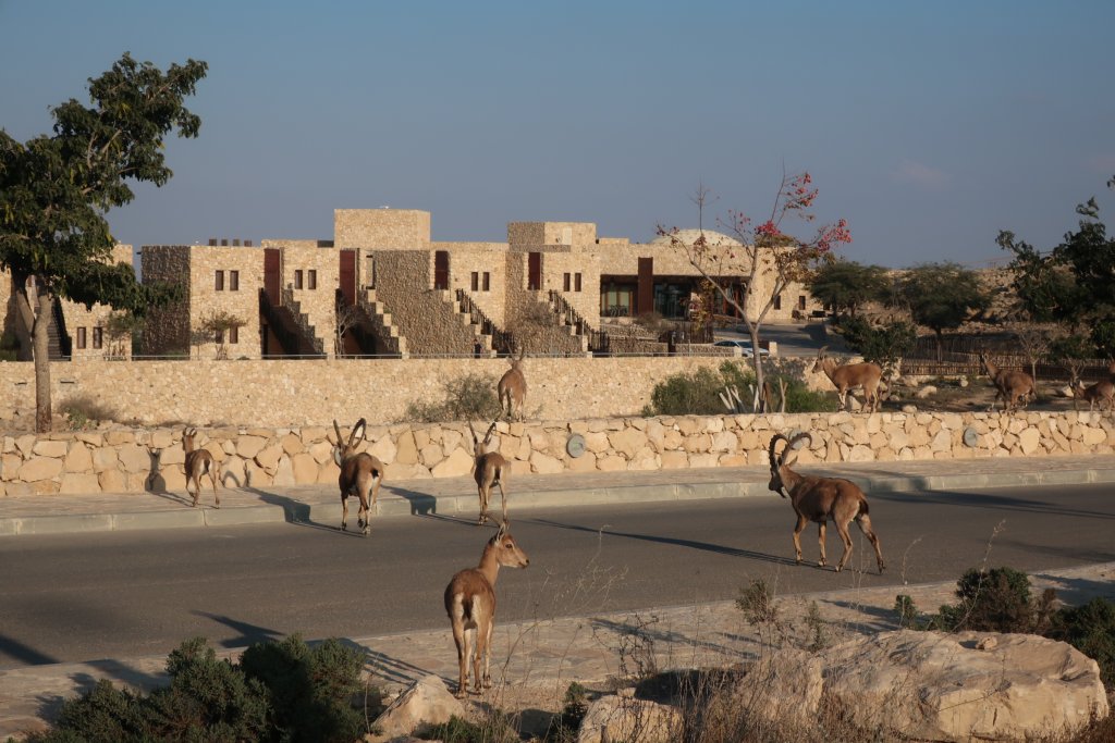 Ibex in Mitzpe Ramon