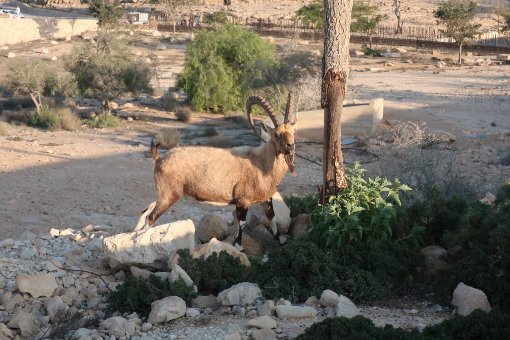 Ibex in Mitzpe Ramon