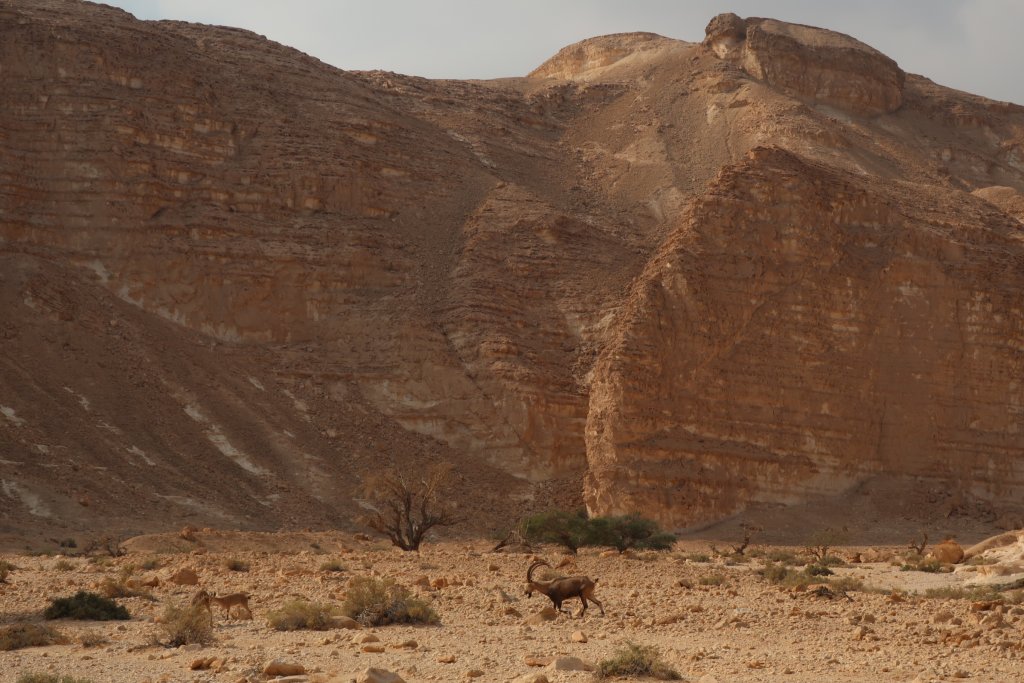 Ibex, Wadi Barak, Paran