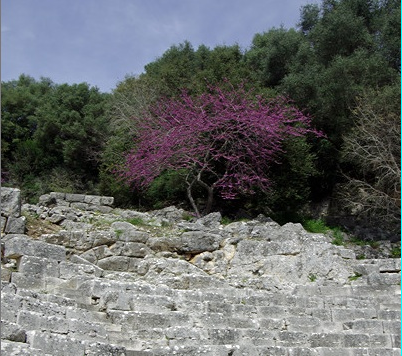 Judas tree, Albania