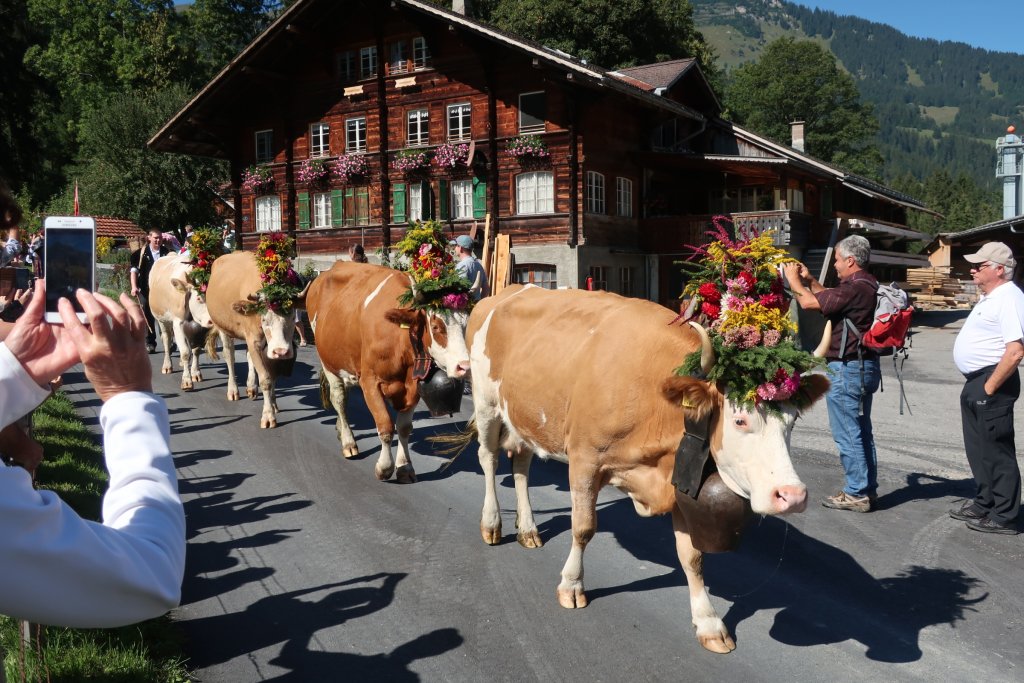 Lenk Cow Parade 2018