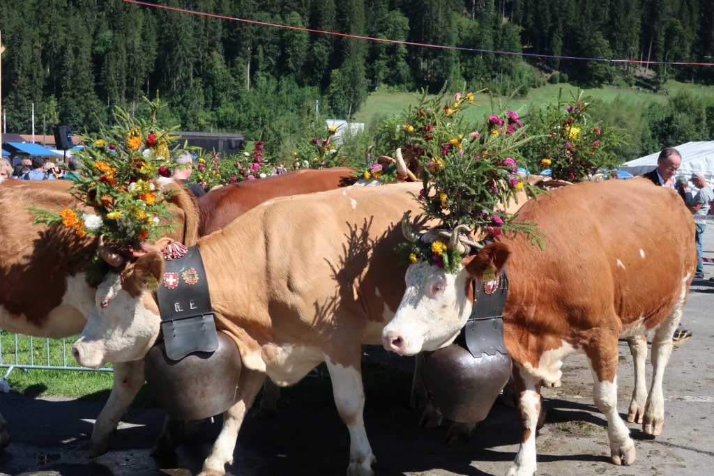 Lenk Cow Parade 2018