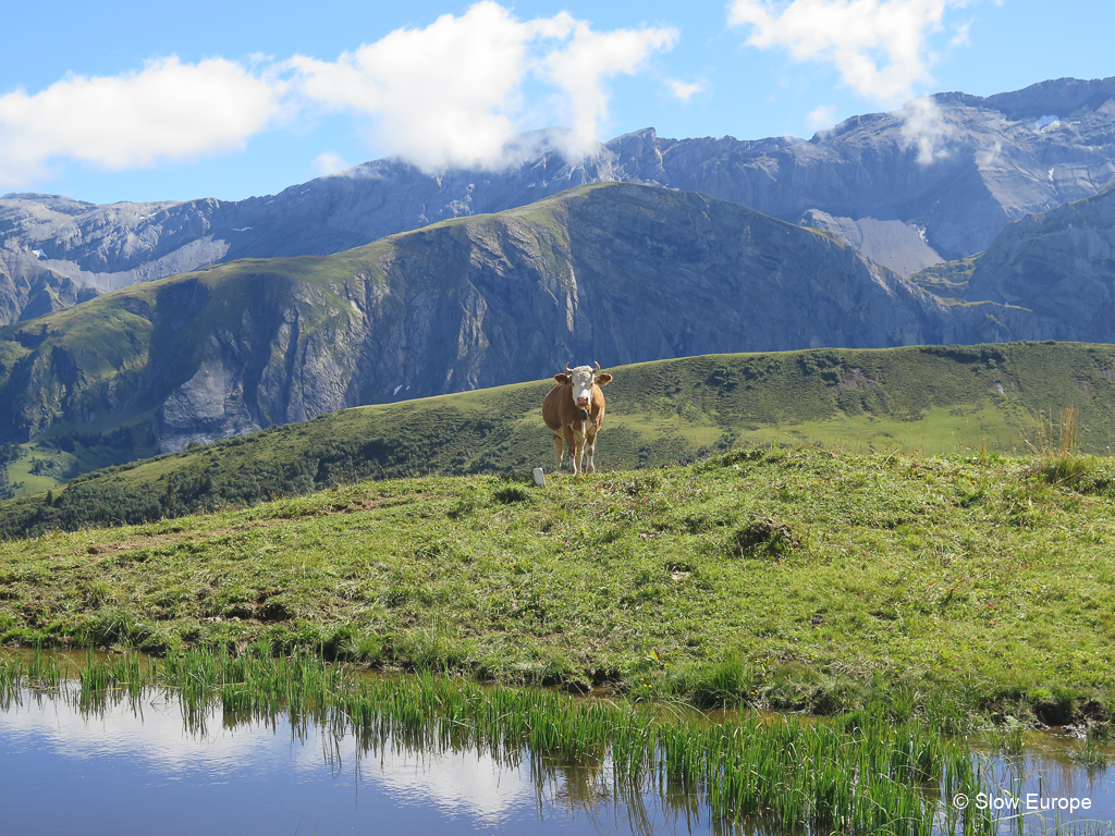 Lenk Hiking