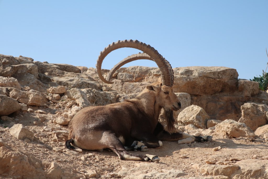 Mitzpe Ramon - Ibex