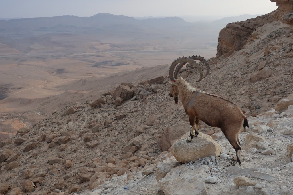 Mitzpe Ramon - Ibex