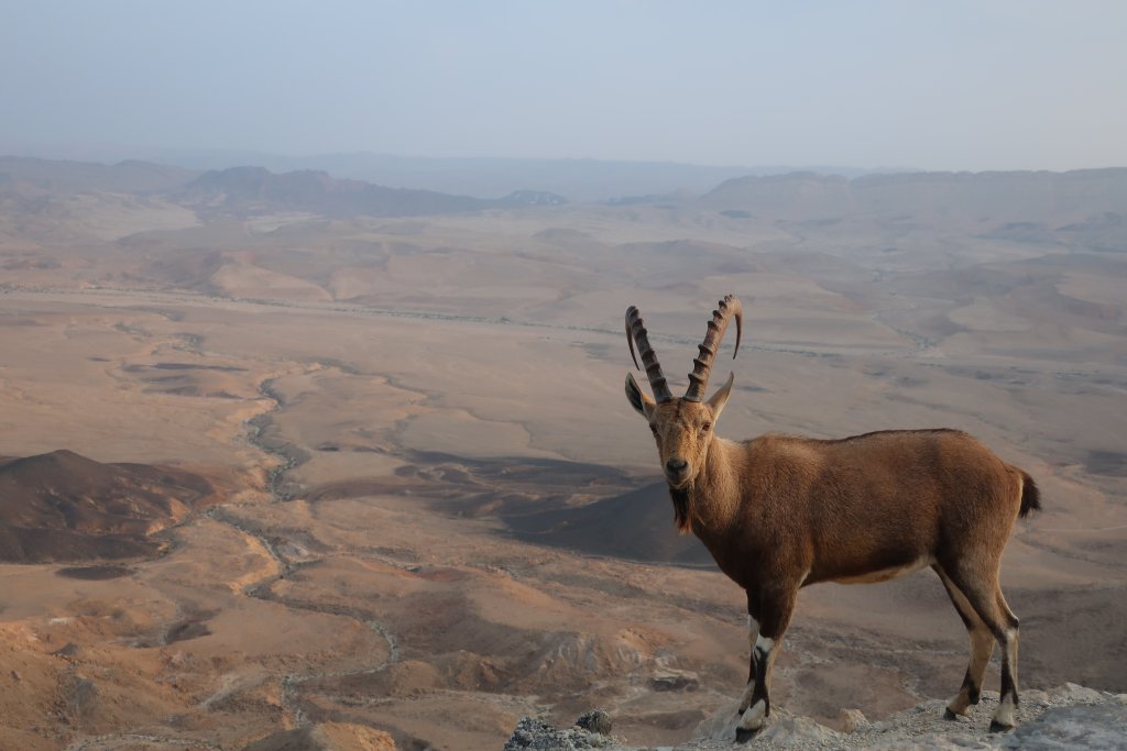 Mitzpe Ramon - Ibex