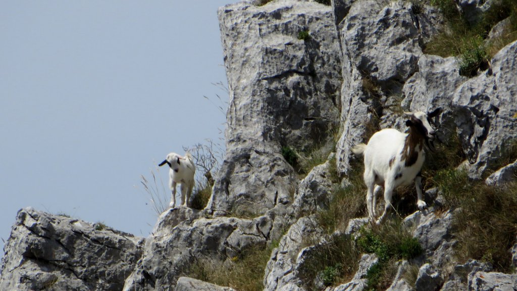 Mountain goats...nanny and kid