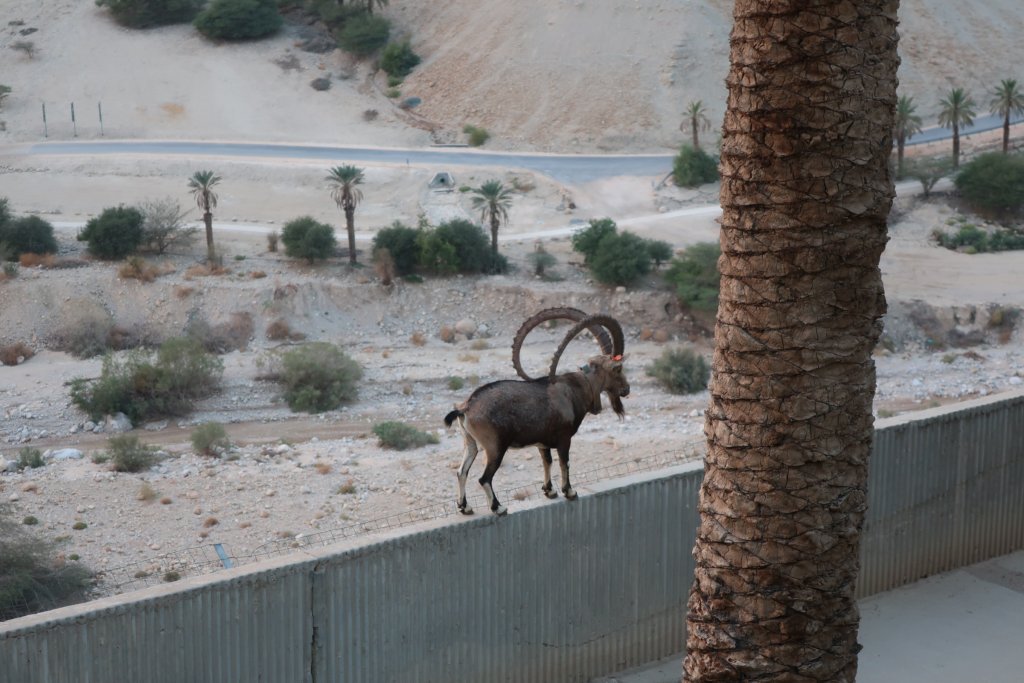 Nubian Ibex