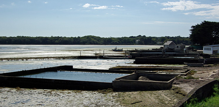 Oyster beds at Bénance