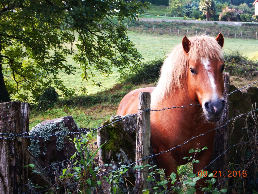 Photo Hunt 2017 No. 40 - Favorite Animal Photo