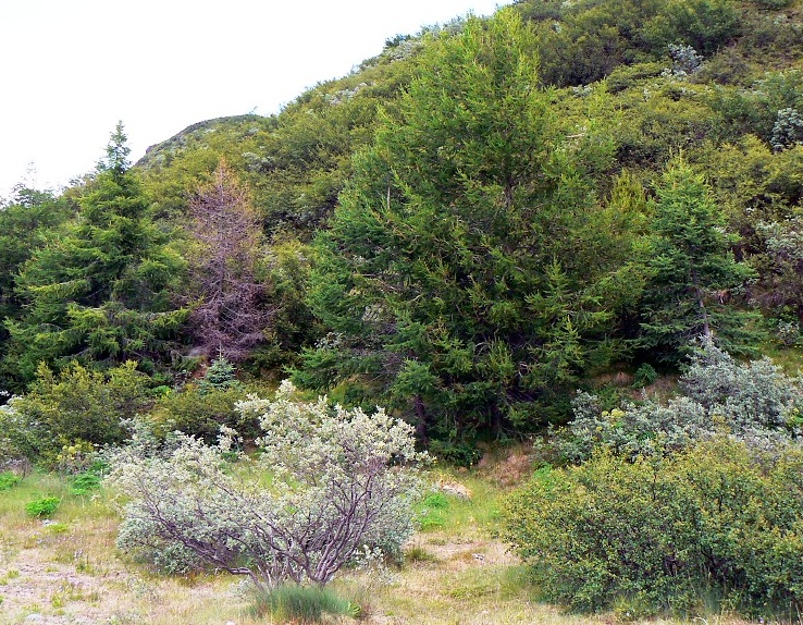 Plantation, Narsarsuaq