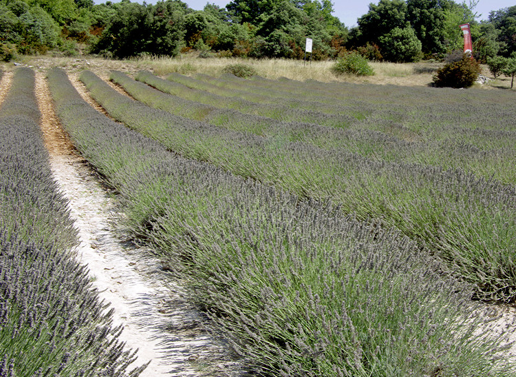 Provence Lavender Farm