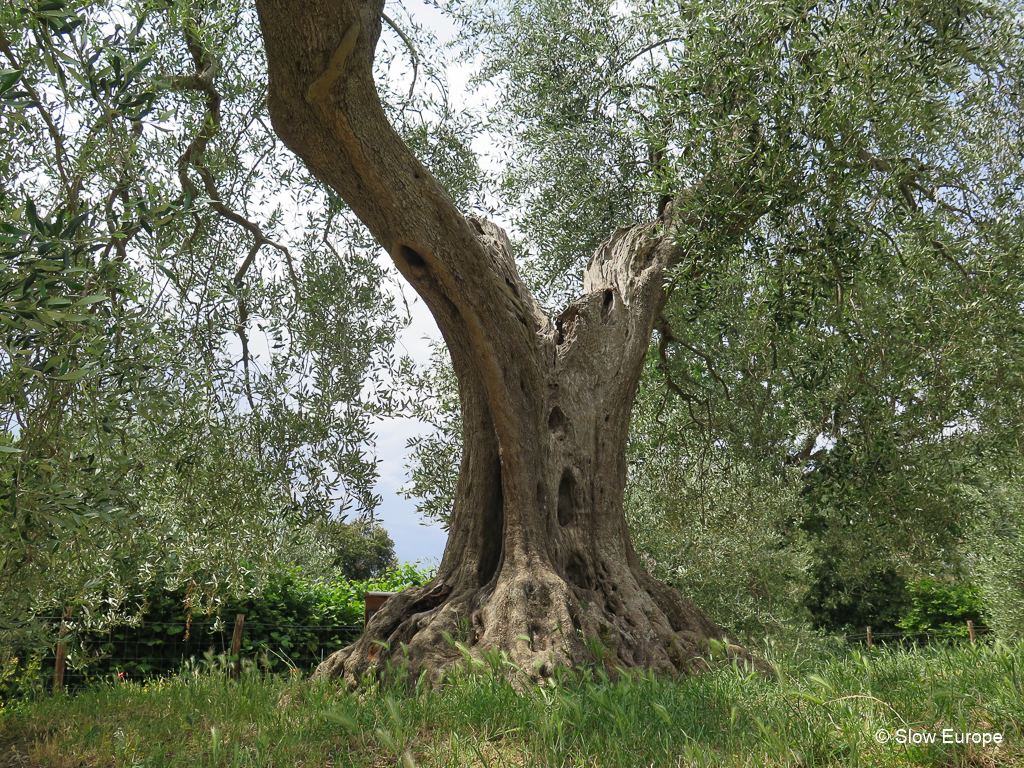 Sant'Antimo Abbey