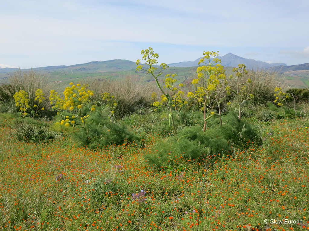 Segesta