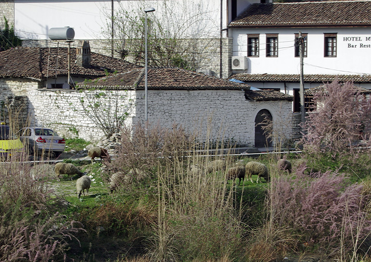 Sheep grazing in Berat, Albania