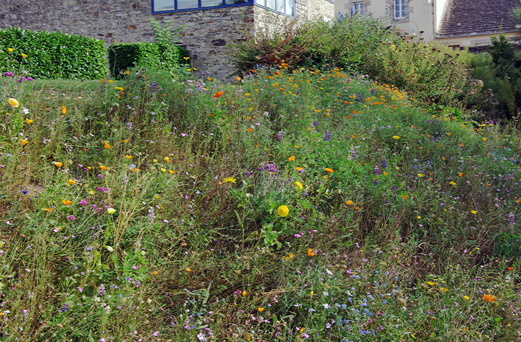 St Servais wild flower garden