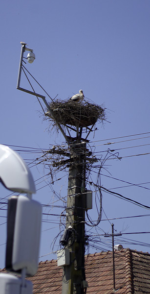 Stork nesting