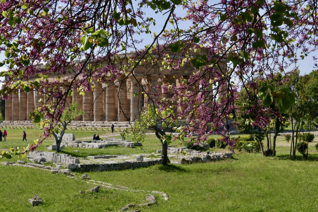 Temple of Neptune  in Spring