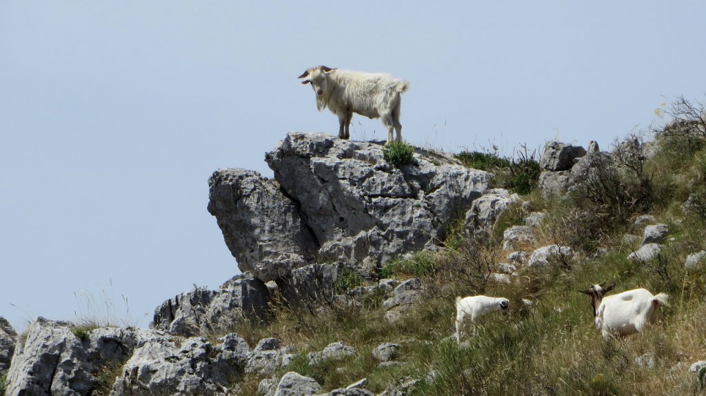 The billy goat kept a close eye on us!