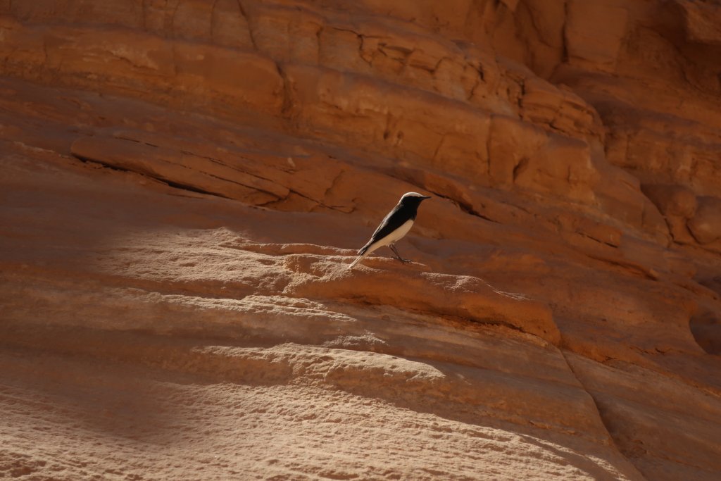 Timna Park, near Eilat