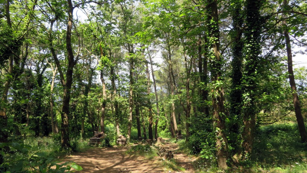 Trail through the magic woods