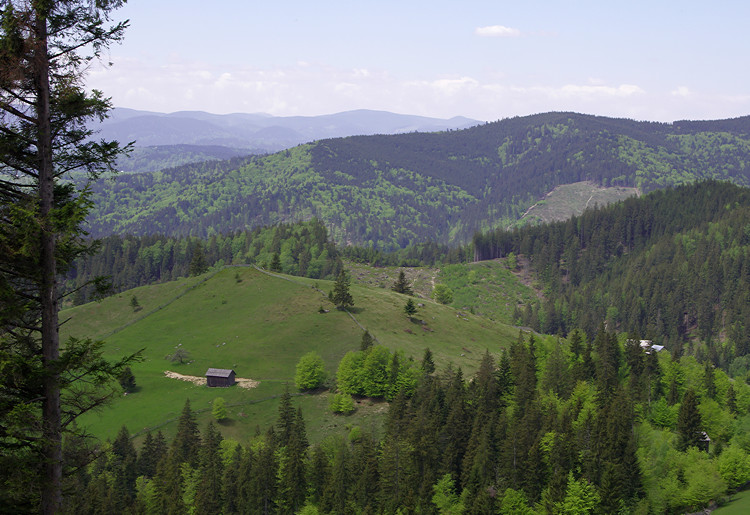 Upland Pasture in the Carpathian Mountains