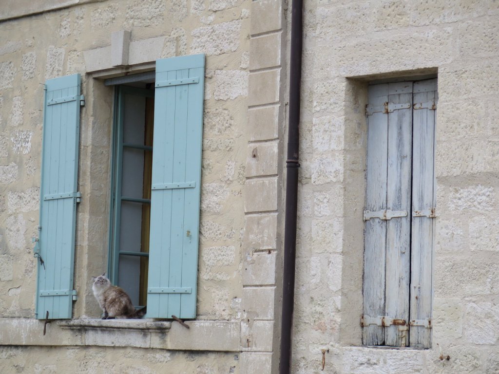 Uzes Cat