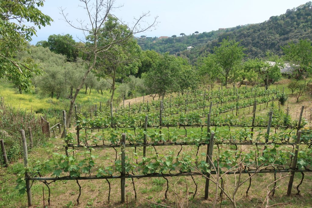 Walk: San Fruttuoso - Santa Margherita Ligure