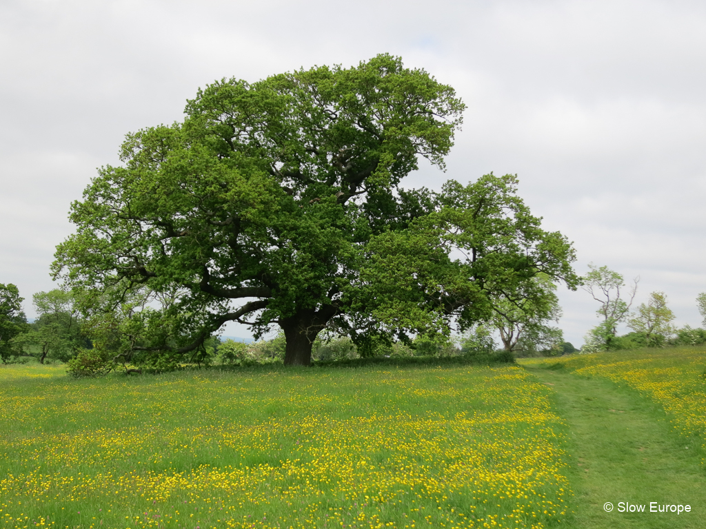 Walking the Cotswold Way - Day 02