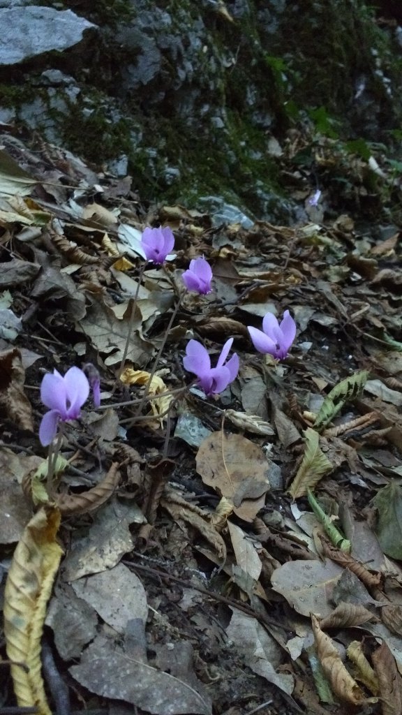 Wild cyclamen on the Path of the Gods