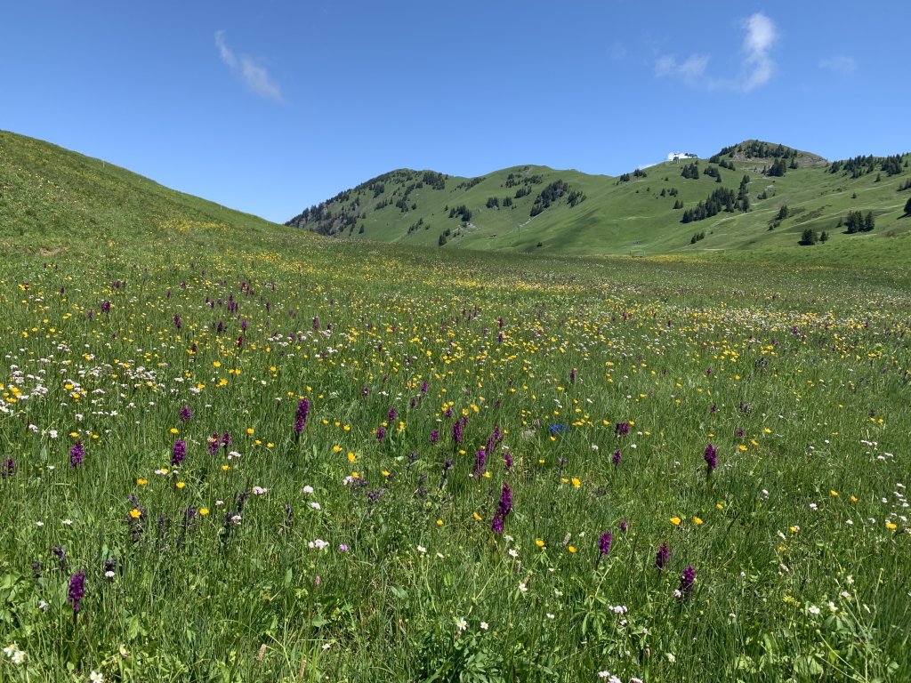 Wildflowers at Hornberg