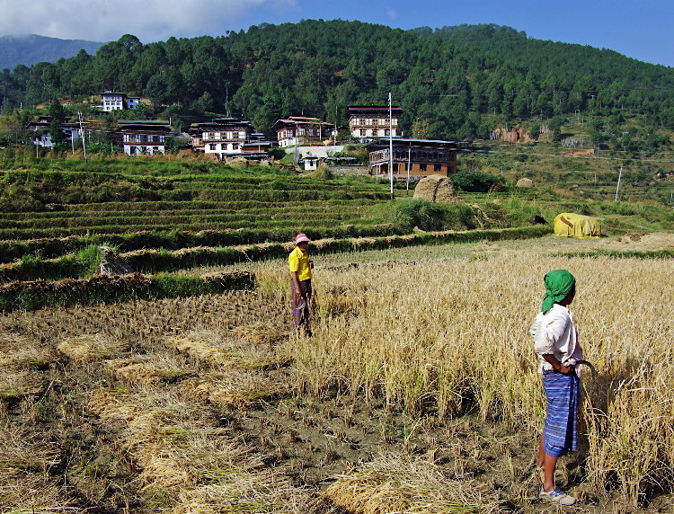 Working in the fields, Lobesa village near Chimi Lhakhang, Bhutan