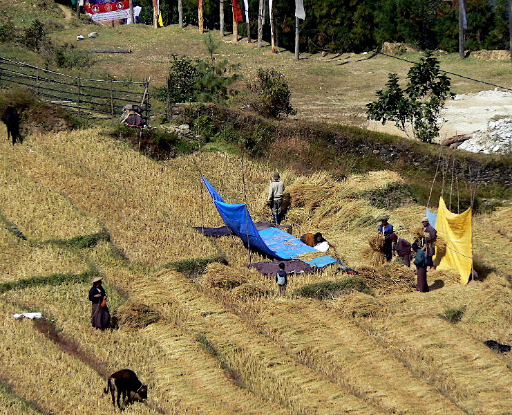 Working in the fields, near Radi, Bhutan